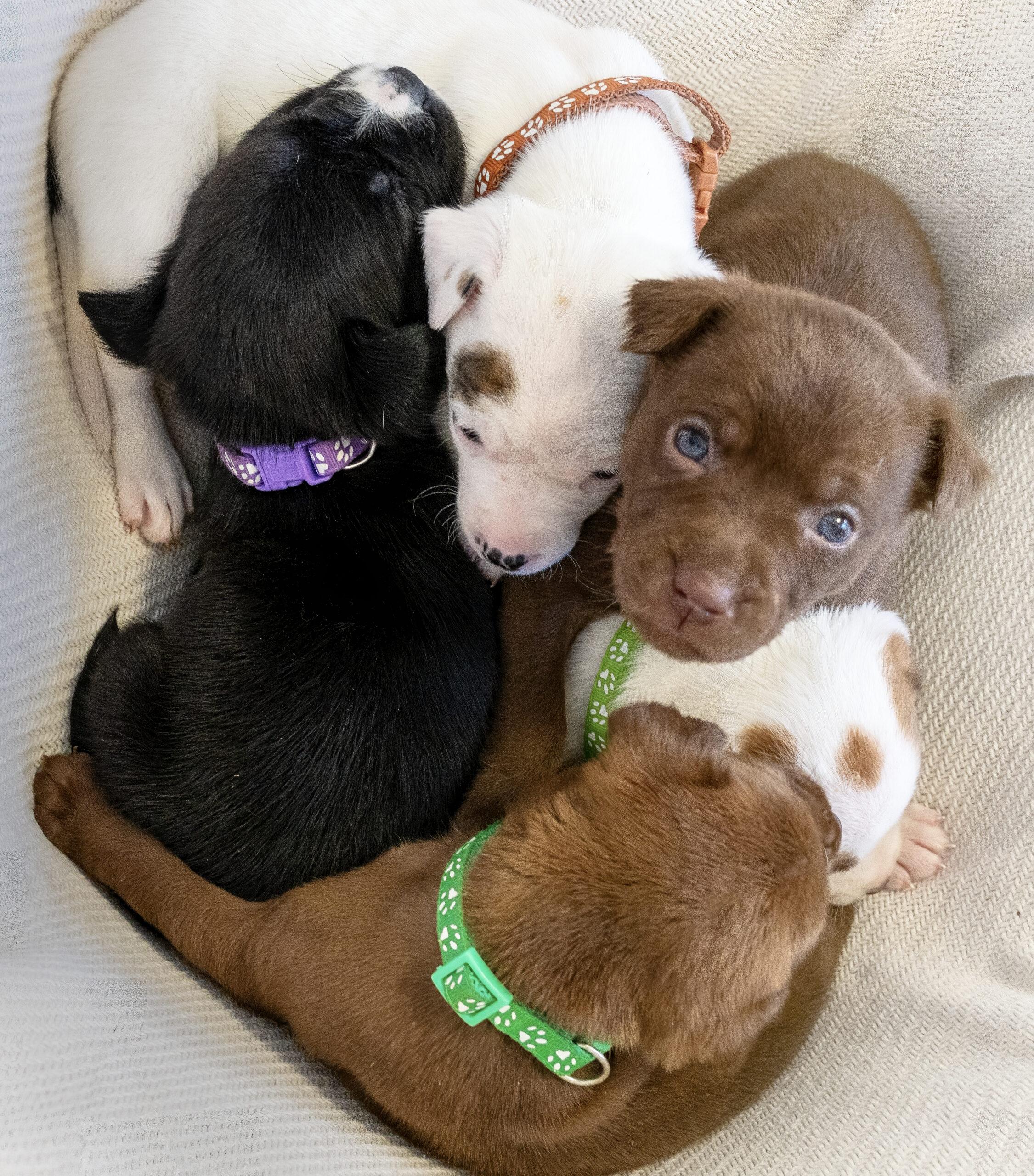 Rescue Dog, Beautiful Together Animal Sanctuary, Adopt Me, Tamara Lackey, Nikon