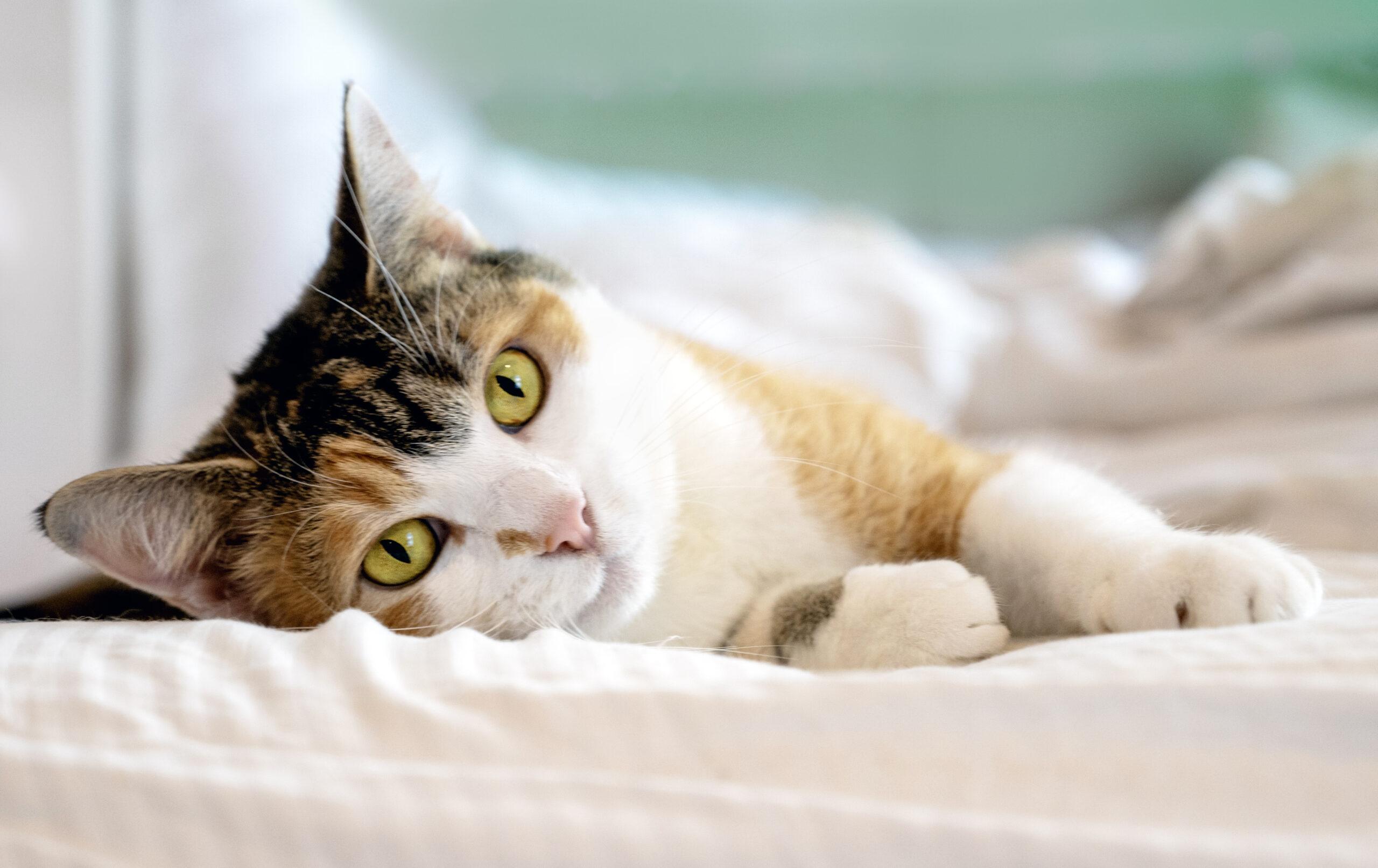 Beautiful Together Adopt A Cat, Rescue Cat, Tamara Lackey, Nikon